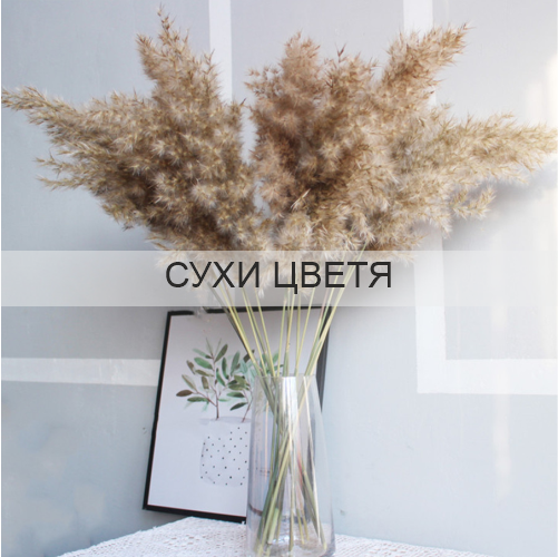 СУХИЦВЕТЯ